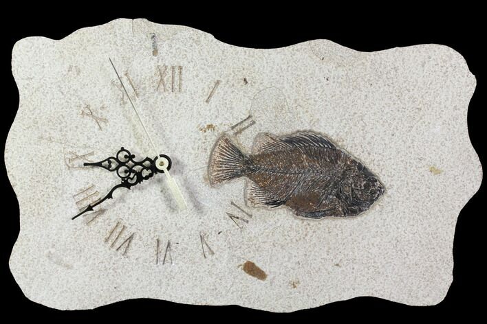 Wide Clock With Cockerellites Fish Fossil - Wyoming #114315